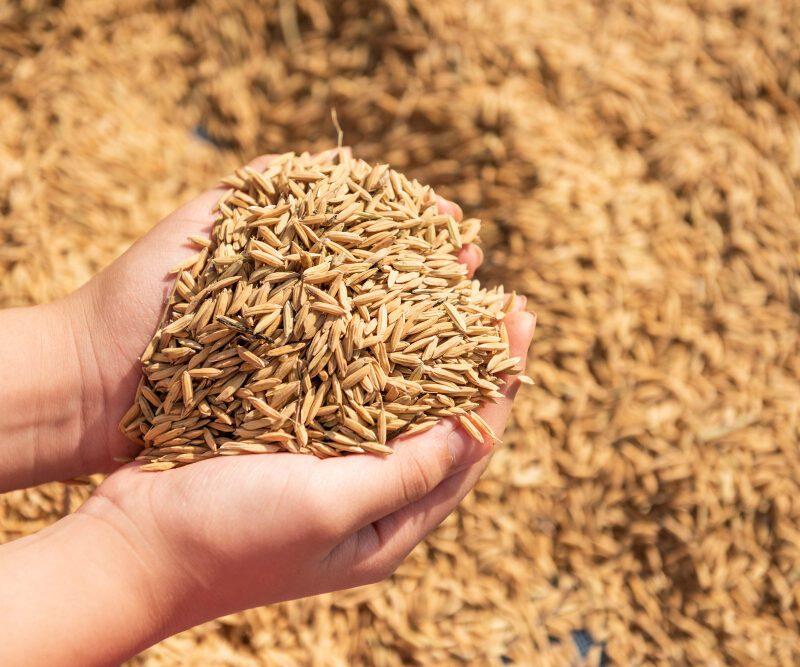 Long-Grain Rice Seeds Market, Long-Grain Rice Seeds Market Size, Long-Grain Rice Seeds Market Share, Long-Grain Rice Seeds