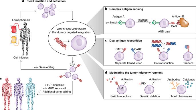 Immune Cell Therapy