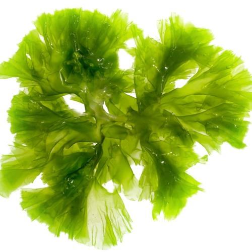 Algea Extracts Market Will Grow due to the Rising Demand