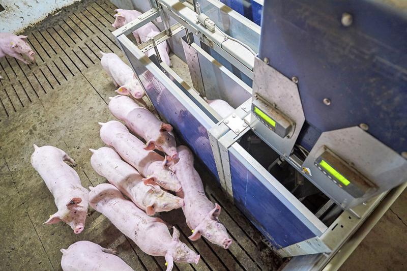 Precision Swine Farming Market