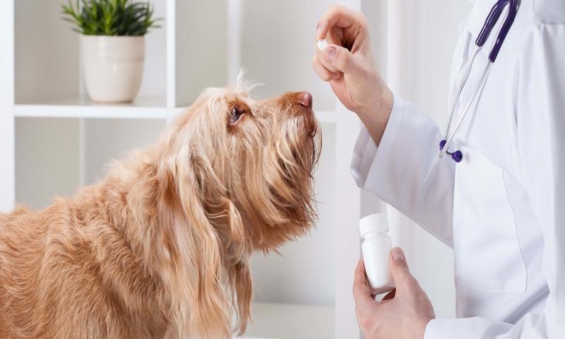 Animal Health Market Analysis and Competitive Landscape: