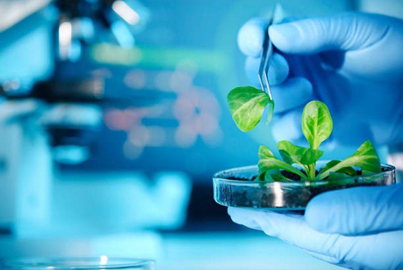 Plant-based Biologics Market: Exploring Growth Drivers