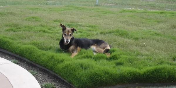 Dog Tuff Grass