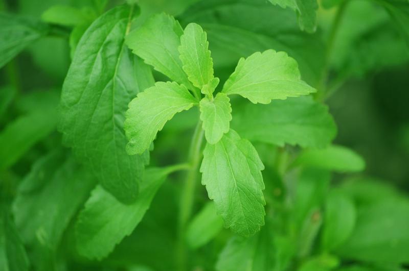 Stevia Market Trends From 2023 to 2032