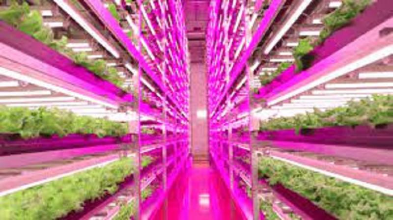 Agricultural Lighting Market