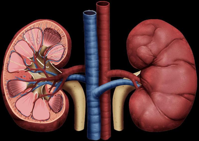 Rare Kidney Diseases Treatment