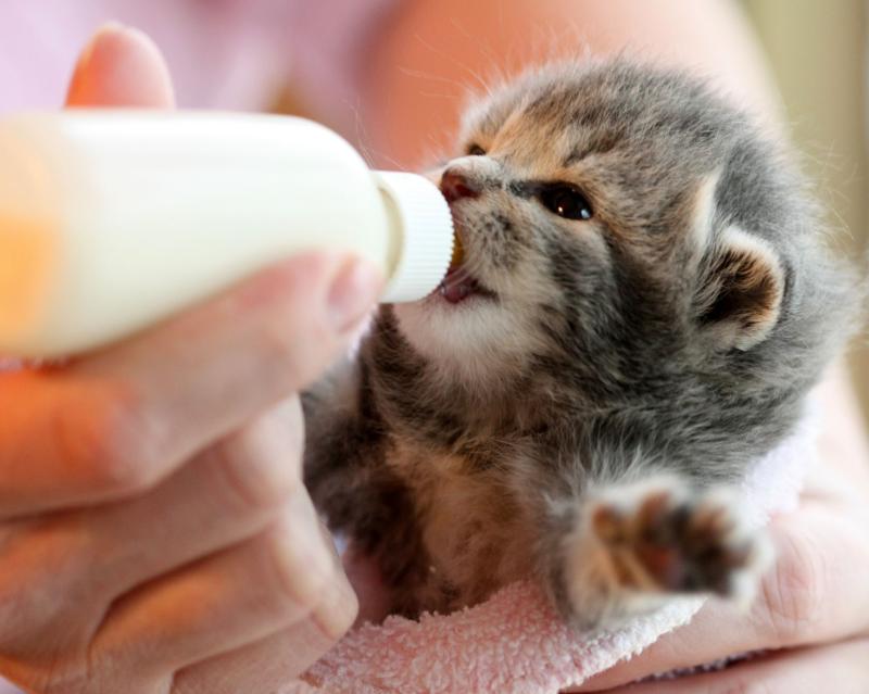 Kitten Milk Replacer Market