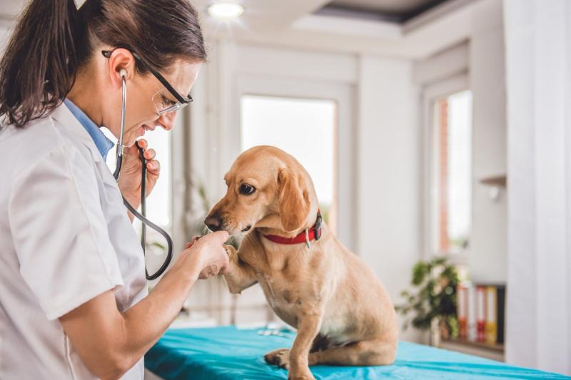 Veterinary Health Products Market 2023 Precise