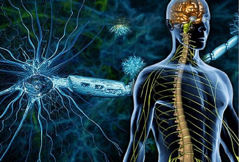 Nerve Repair and Regeneration Market