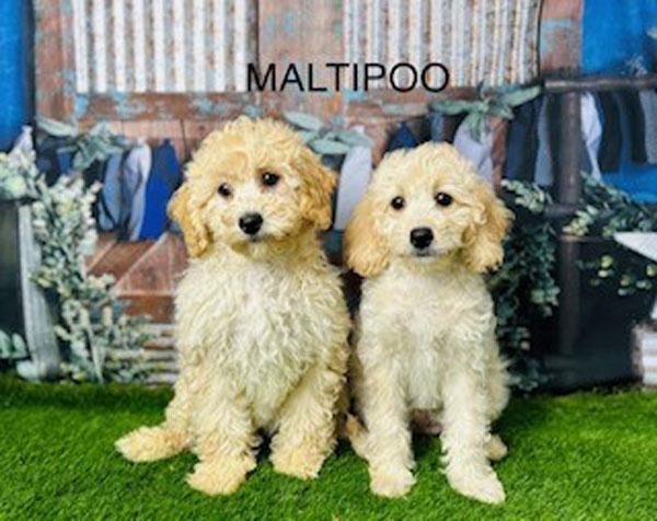 Maltipoo Magic: How These Adorable Crossbreeds are Taking Over