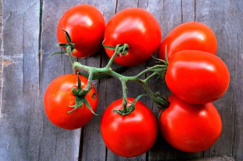 European Tomato Press