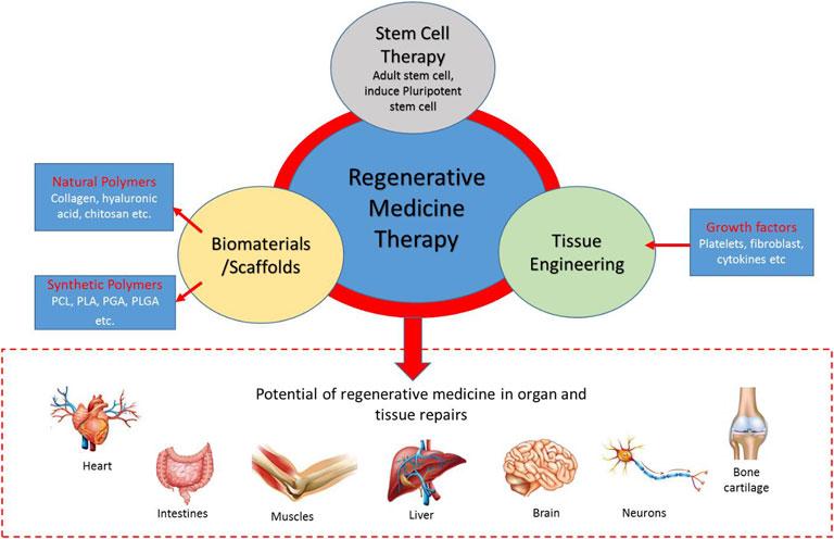 Cell Therapy Regenerative Medicine Market