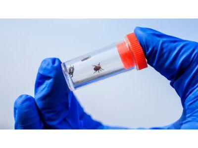 Lyme Disease Testing Market 2023-2029 Growth, Analysis Report,