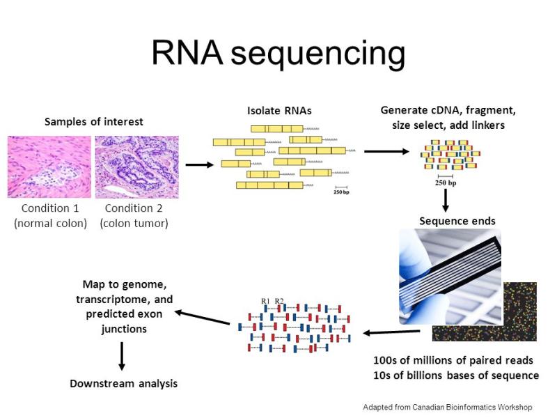 RNA Sequencing Market is Set to grow at healthy CAGR from 2023