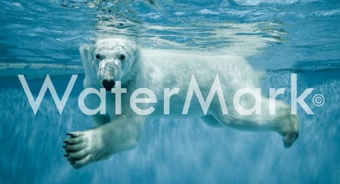 Imagewith Presents a Comprehensive AI Watermark Remover