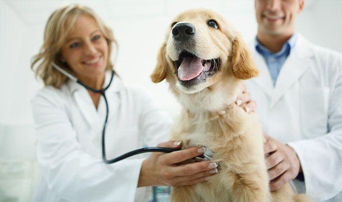 Veterinary Therapeutics Market