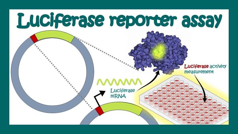 Firefly Luciferase Glow Assay Kit Market, Key Vendors, Regional