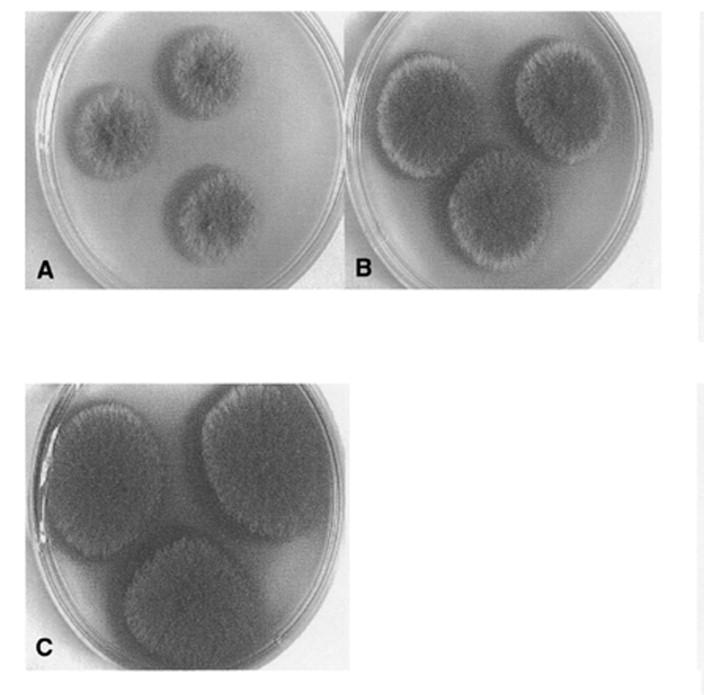 Monascus Capsules Market 2023 : Projected to Deliver Greater