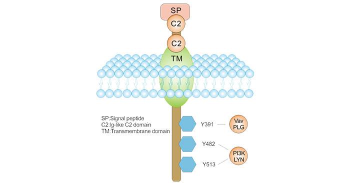 CD19 Target Drug Market 2023 Company Challenges, Latest