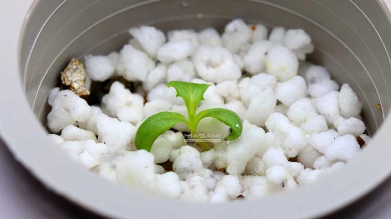 Saudi Arabia Perlite Market Size, Share, Trend 2023 Industry