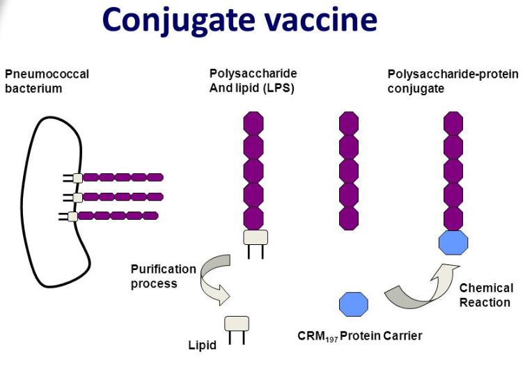 Conjugate Vaccines Market Trends 2023 - 2023 | Exploring Growth and Size Opportunities