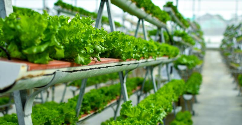 Asia Pacific Vertical Farming Market CAGR of 25.0% Empowering