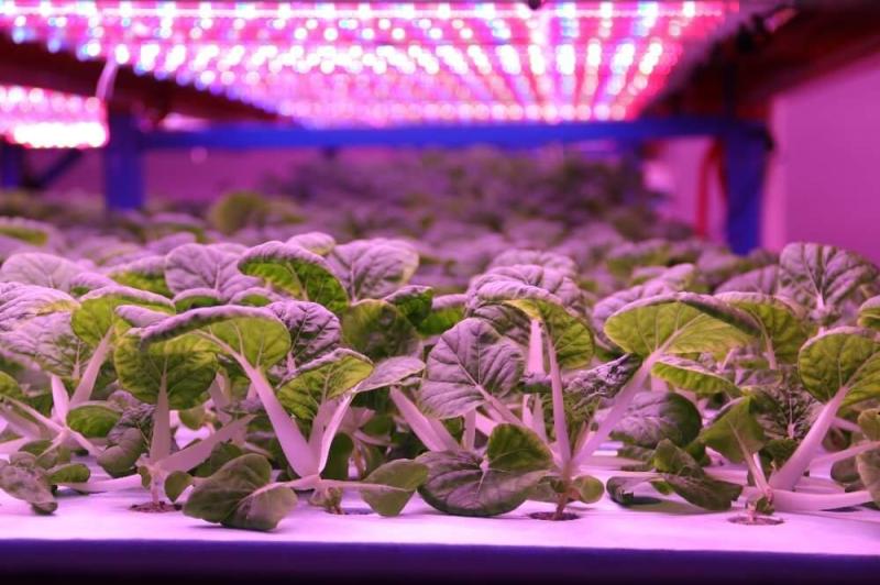 North America Hydroponics Market Qualitative Edge Elevating