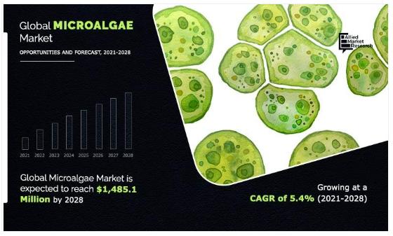 Microalgae Market At a 6.7% CAGR Projected Expansion to $1,485.1 million by 2028 | AMR