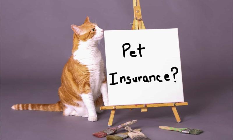 Pet Cat Insurance Market Gaining Revolution In Eyes of Global Exposure | Animal Friends, Figo, Anicom