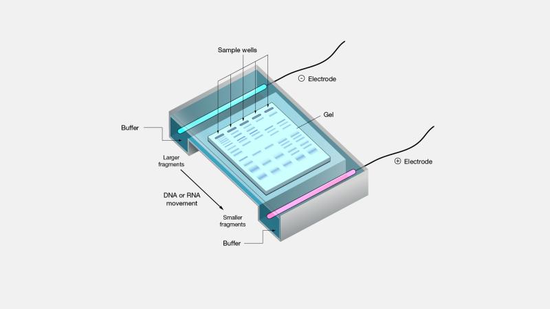 Navigating the Global Electrophoresis Technology Market Size,