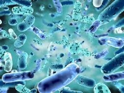 Next Generation Probiotics Market to See Massive Growth by 2030: Lallemand, BioGaia, Ganeden Biotech