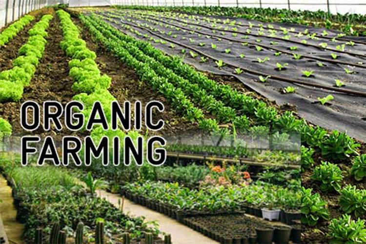 Organic Farming