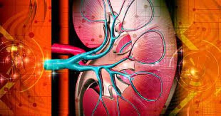 Chronic Kidney Disease Market Size Expected to Reach US$
