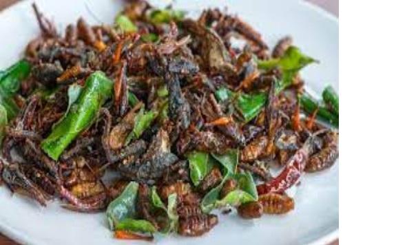 Insects for Food Market