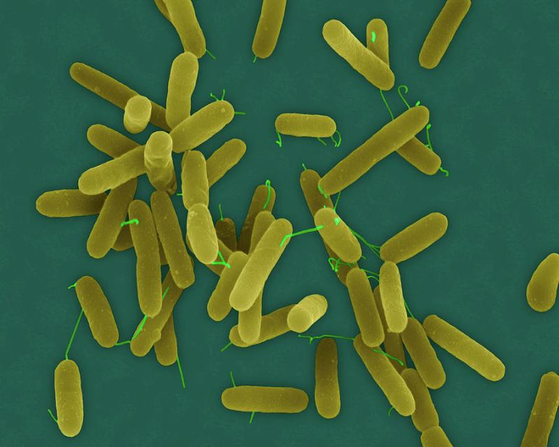 Pseudomonas Aeruginosa Infection Treatment