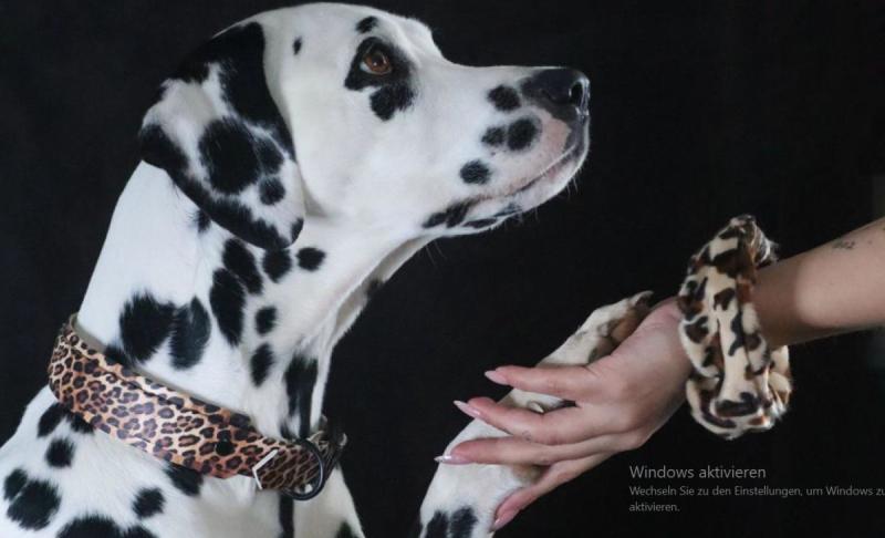 The limited-edition leo-look dog collar set from Beautytau awakens your dog's wild charm
