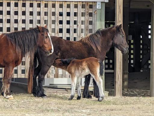 Embark on a North Carolina Adventure: Meet Eros, Currituck Outer