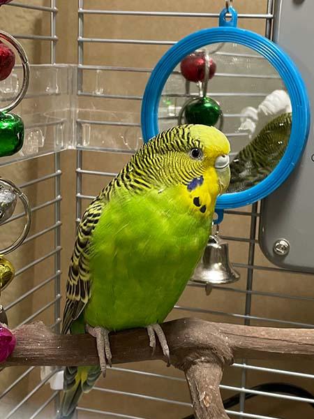 Parakeet sitting on its perch in a home with parakeet owners who love parrots and birds. This happy budgie will live a long life in luxury.
