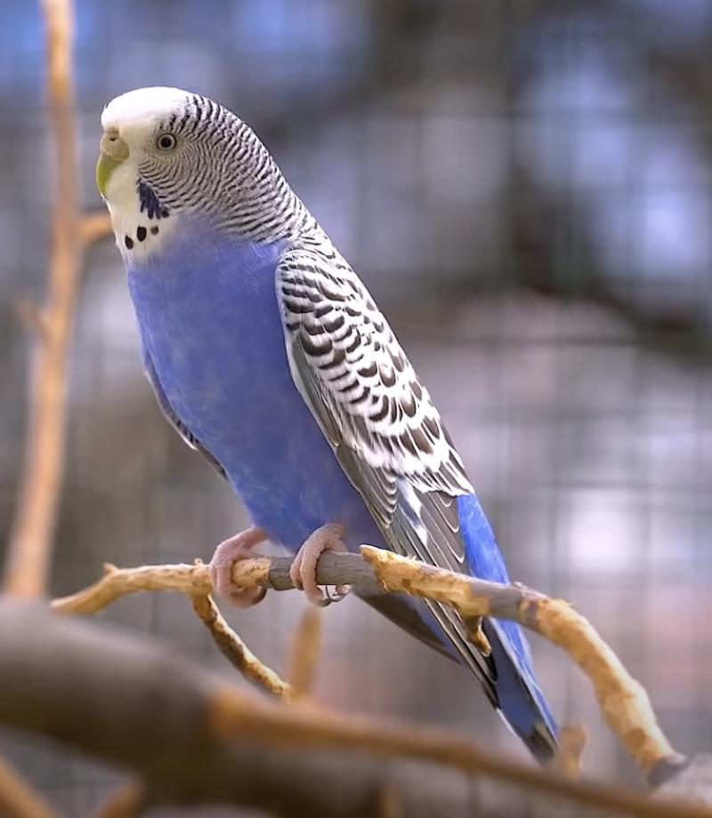 Explore the wide range of parakeet color mutations and the genetics behind them. ParakeetColors.com provides in-depth guides and resources for parakeet enthusiasts and breeders interested in color varieties and responsible breeding practices.