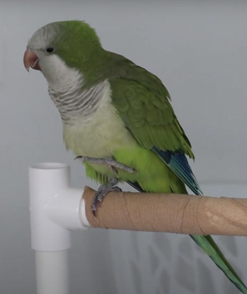 Monk Parakeet, also known as a Quaker Parrot, sitting on its perch. A Monk Parakeet, also known as a Quaker Parrot, is a small, vibrant green parrot with a grayish chest and bright, social personality. Known for their intelligence and ability to mimic hum