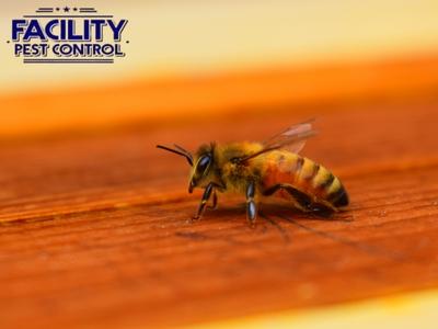 Facility Pest Control Solves Pest Challenges for Beverly Hills Homeowners and Businesses