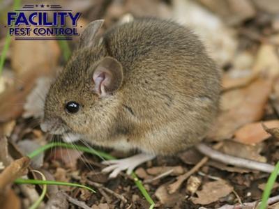 Facility Pest Control Leads the Way with Eco-Friendly, Non-Toxic Solutions for Pest Management in Simi Valley