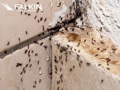Falkin Pest Control Strengthens Kersey, Colorado Community with Safe and Efficient Pest Control Solutions