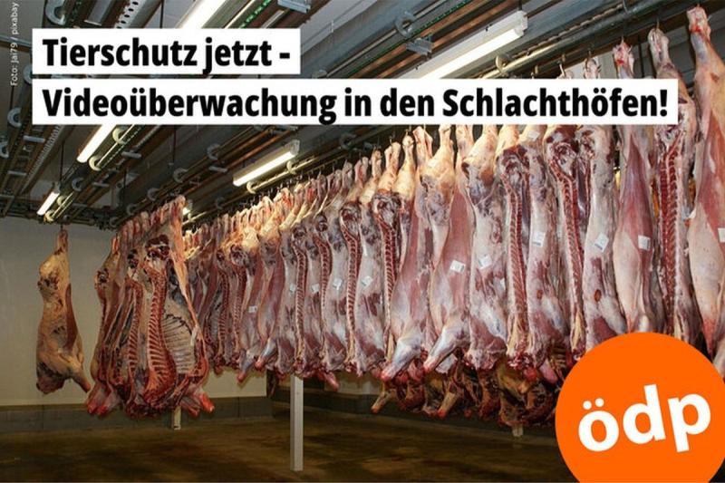 Video surveillance in slaughterhouses ( (C) ?DP)
