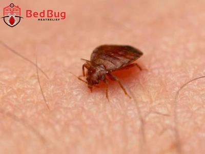Protecting Homes and Health: Bed Bug Heat Relief Company Offers Non-Toxic Heat Treatments for Safe Bed Bug Removal in North York