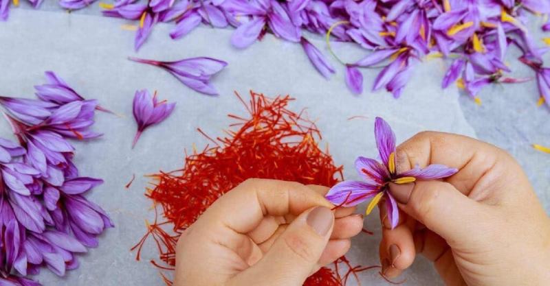 Exploring Excellence: Golden Saffron Reveals the Best Saffron Brands Known for Quality and Authenticity