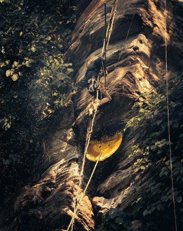 Nepal Unveils the World's Rarest and Most Expensive Honey: A Natural Treasure from the Himalayas