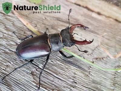 Guarding Property Value: How Nature Shield Pest Solutions Keeps Homes in Mexico, MO Pest-Free