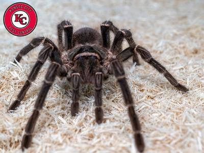 Kansas City Pest Control Company Shares Expert Advice on Year-Round Protection Against Pests