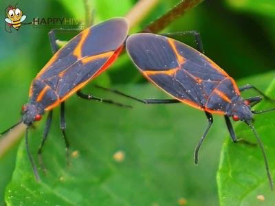 Happy Hive Pest Management Strengthens Union Community Ties Through Local Giving and Education
